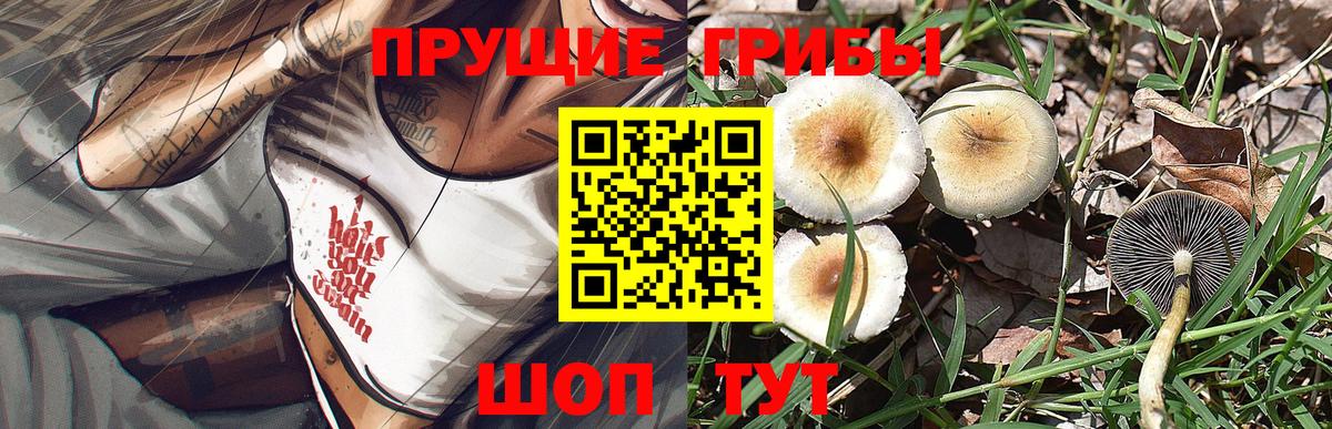 Псилоцибиновые грибы Psilocybe  Вход с VPN  Елизово 